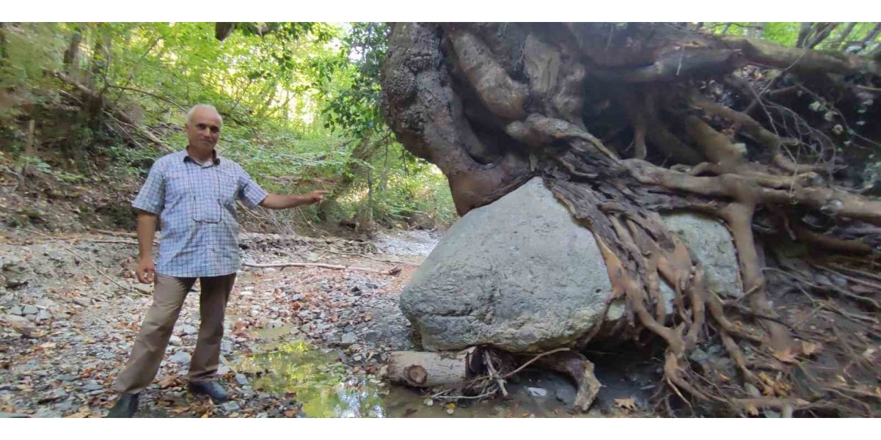 Kökleriyle 2 tonluk kayayı askıda tutuyor