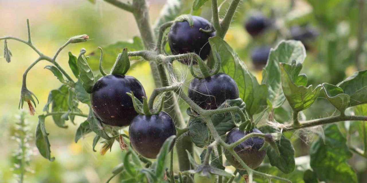 İsrail’e inat ürettiği ata tohumlarını ücretsiz dağıtıyor