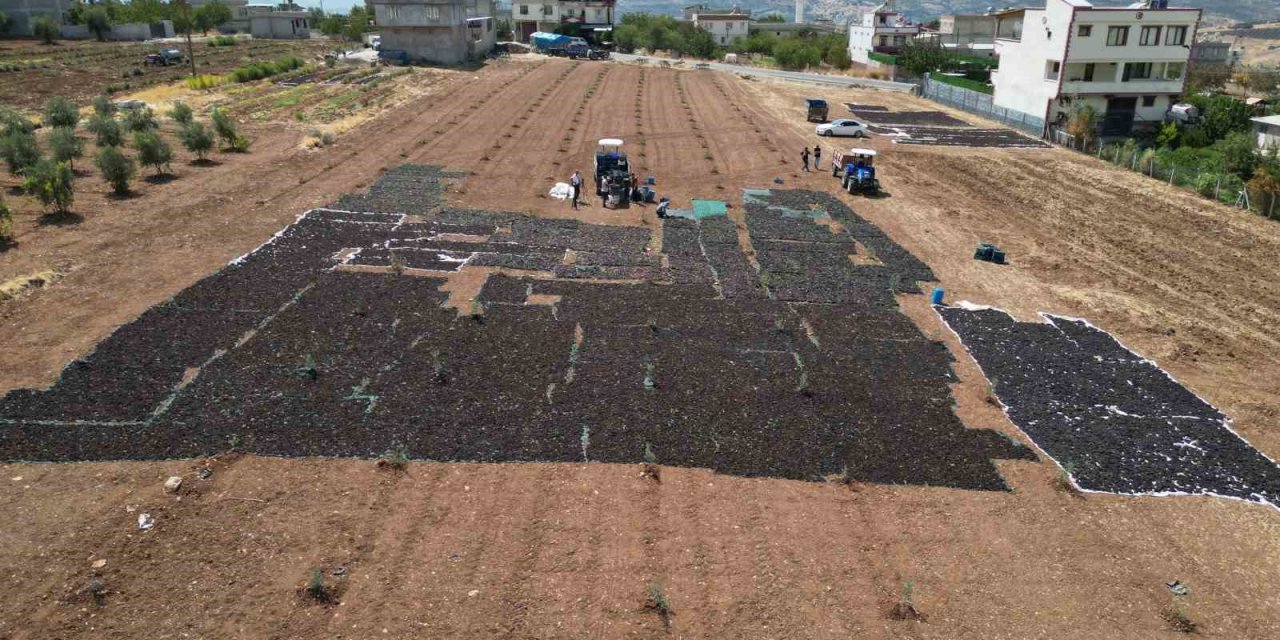 Sınırın sıfır noktasında tarlalar siyaha boyandı