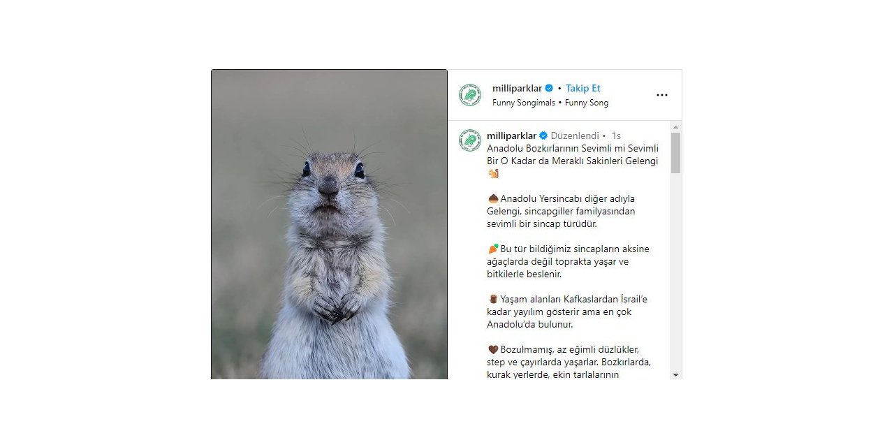 Milli Parklar’ın Anadolu yersincabı paylaşımı beğeni topladı