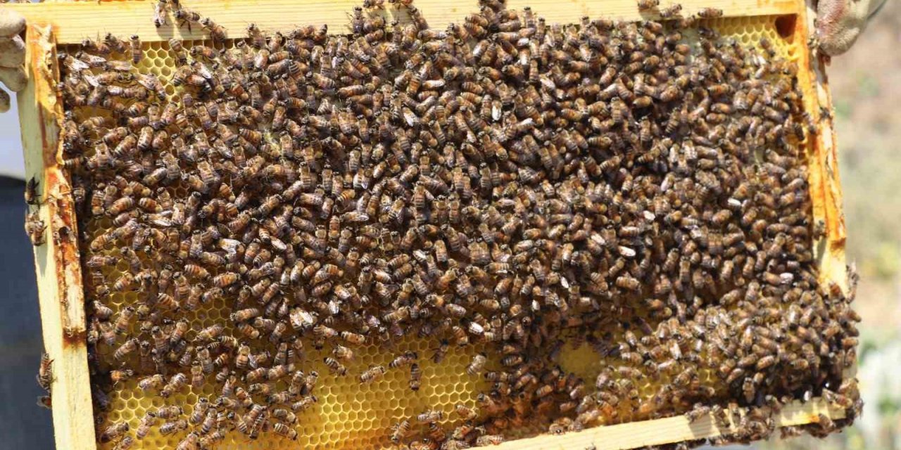 Mevsim normallerinin üzerindeki sıcaklıklar aracılığı olumsuz etkiliyor