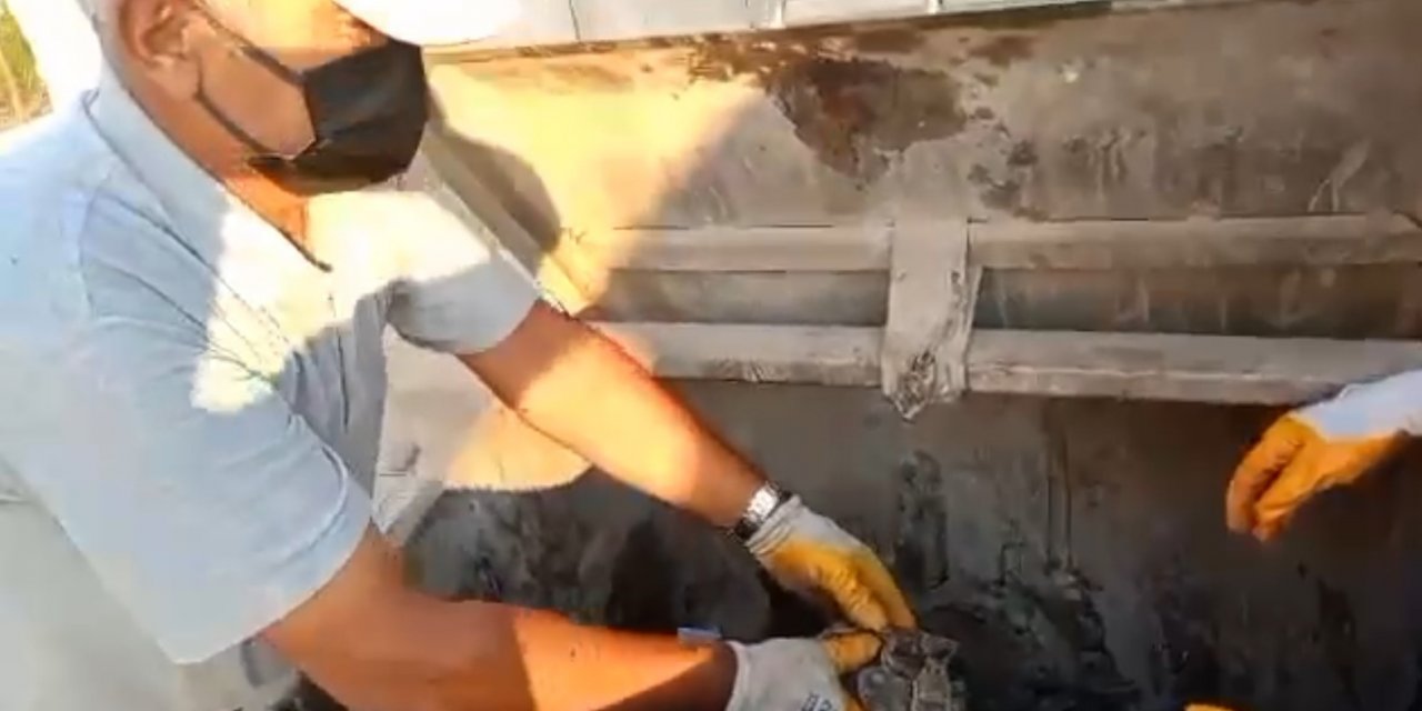 Çöpe atılan kaplumbağayı belediye personeli kurtardı