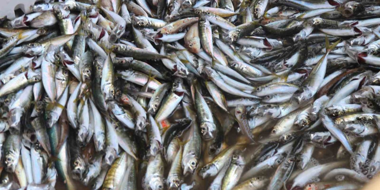 Rizeli Balıkçılar "Vira Bismillah" dedi