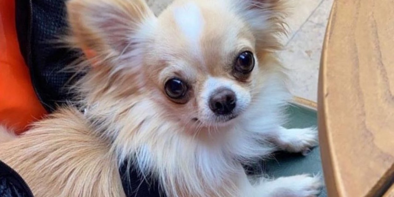 Evin önünden çalınan köpeği polis ekipleri buldu