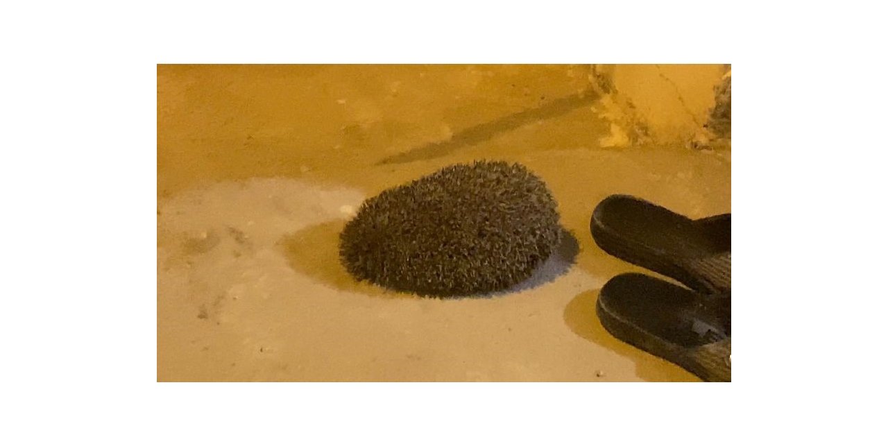 Yolunu kaybedip eve giren kirpi,  tekrar doğaya bırakıldı