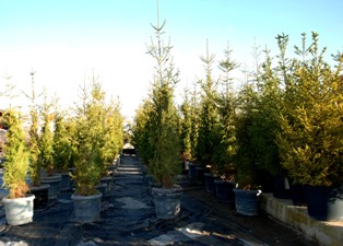 Karapınar Kayalı'ya 10 bin fidan