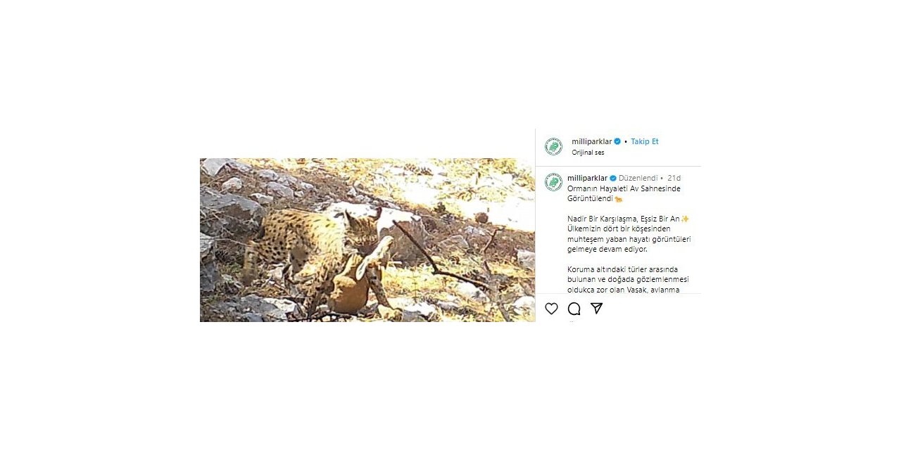 Avlanan Vaşak fotokapana takıldı