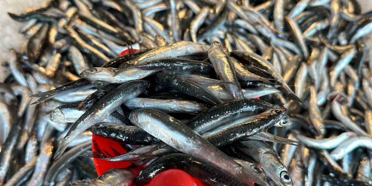 Taze balık tezgaha indi