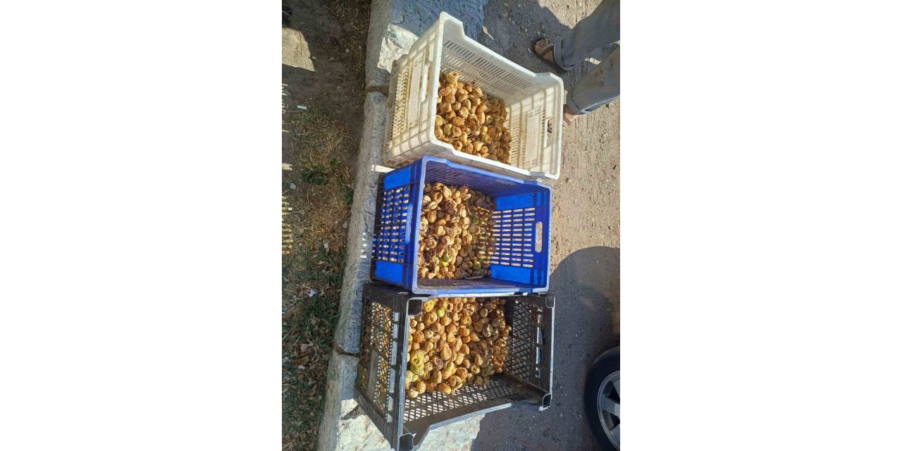 Sultanhisar’da incir hırsızı yakalandı