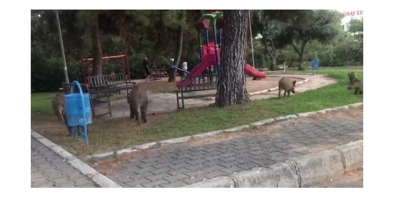 Domuzlardan tedirgin olan site sakini: “Kendimizi güvende hissetmiyoruz”