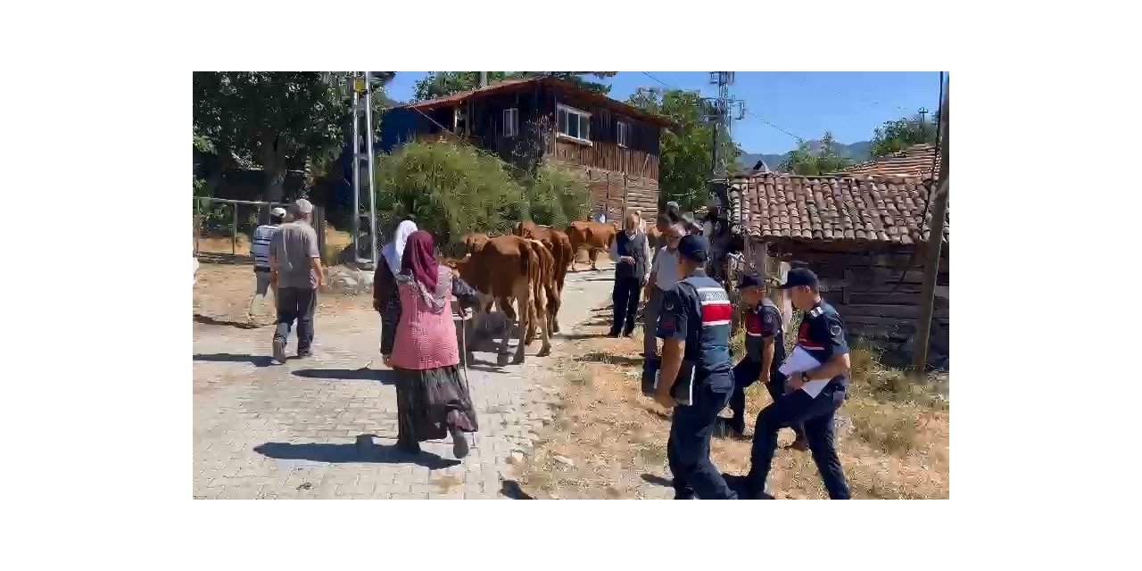 Ahırdaki inekleri çalan hırsızlar jandarmadan kaçamadı