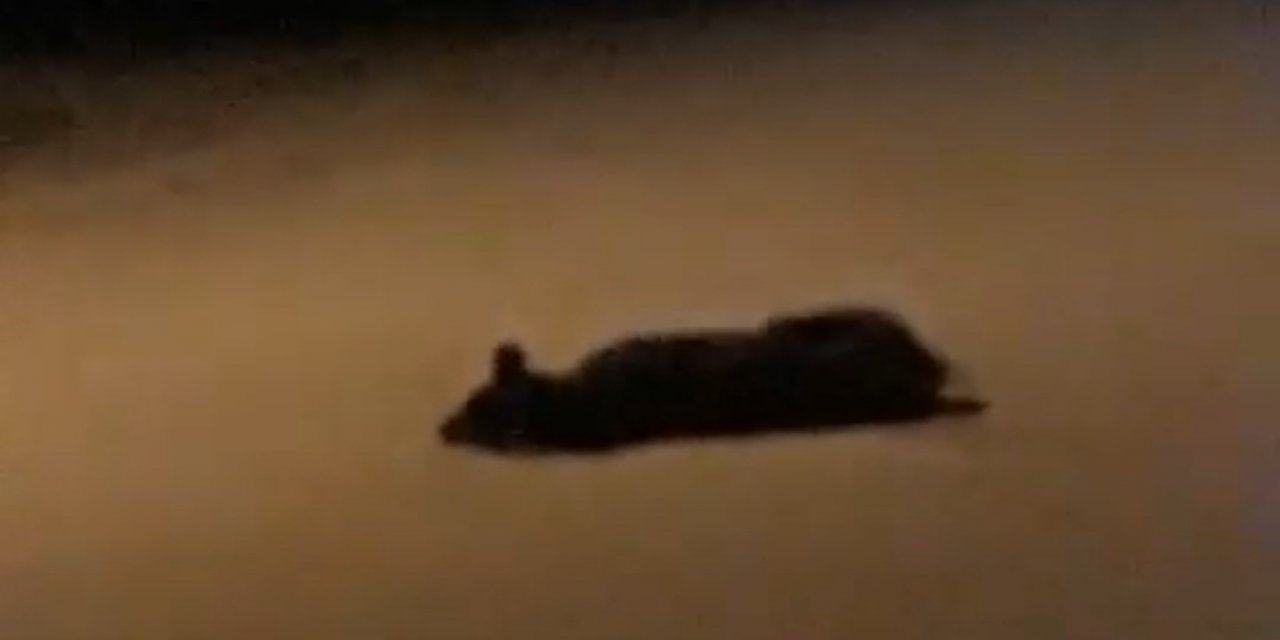 Hatay’da 7 köpeğin zehirlenerek telef edildiği iddiası