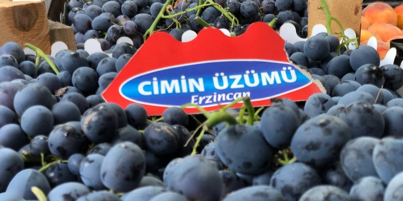 Tescilli Cimin üzümünde hasat zamanı