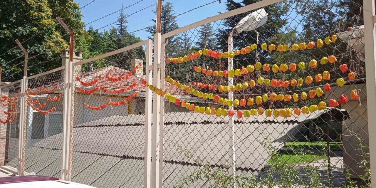 Kurutulmak için asılan biberlerin renkli görüntüsü