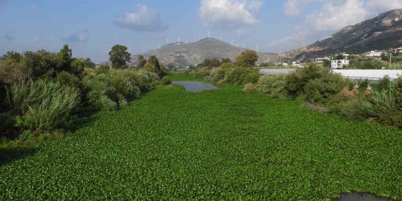 Asi Nehri’ni su sümbülleri kapladı