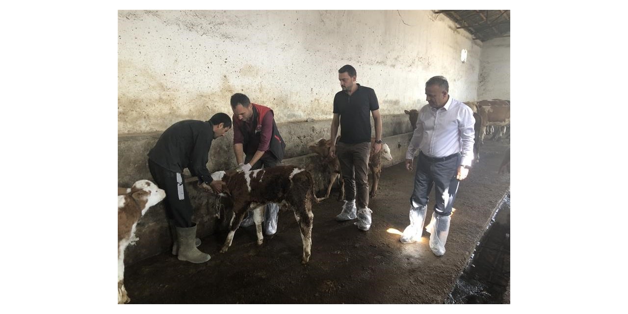 Iğdır’da şap aşılama programı başlatıldı