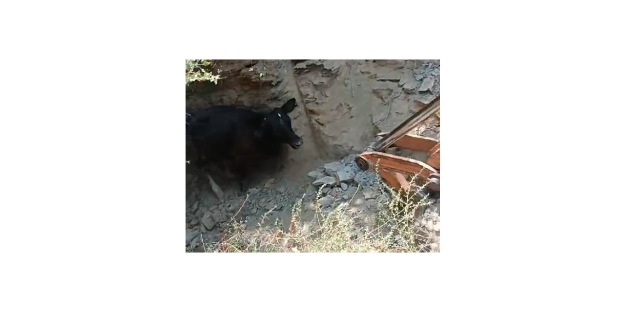 5 metrelik kuyuya düşen inek, kepçeyle kurtarıldı