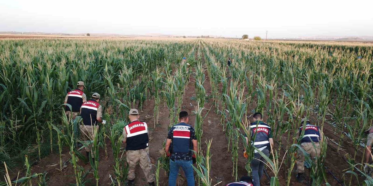 Sınırda mısır tarlasında 160 bin kök kenevir bitkisi bulundu