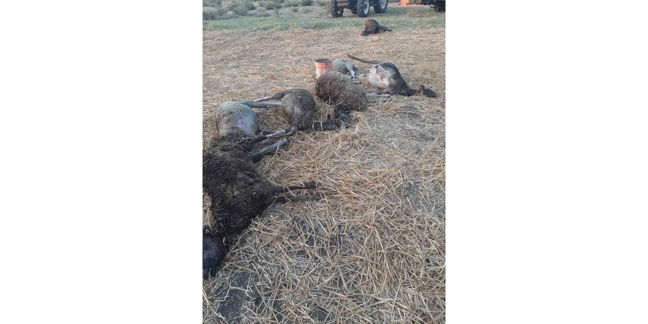 Biga’da bir ahırda çıkan yangında 90 küçükbaş hayvan telef oldu