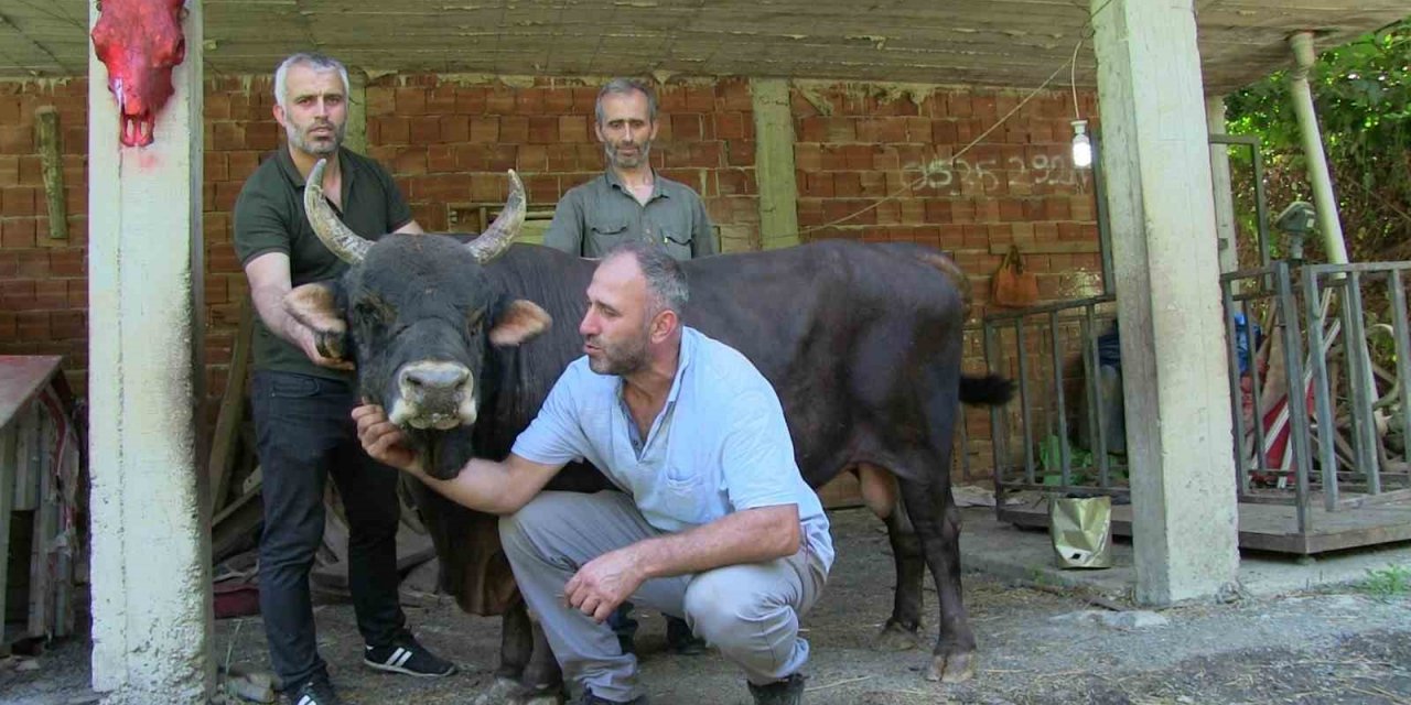 24 yaşındaki şampiyon boğa sahibi ne derse anlıyor