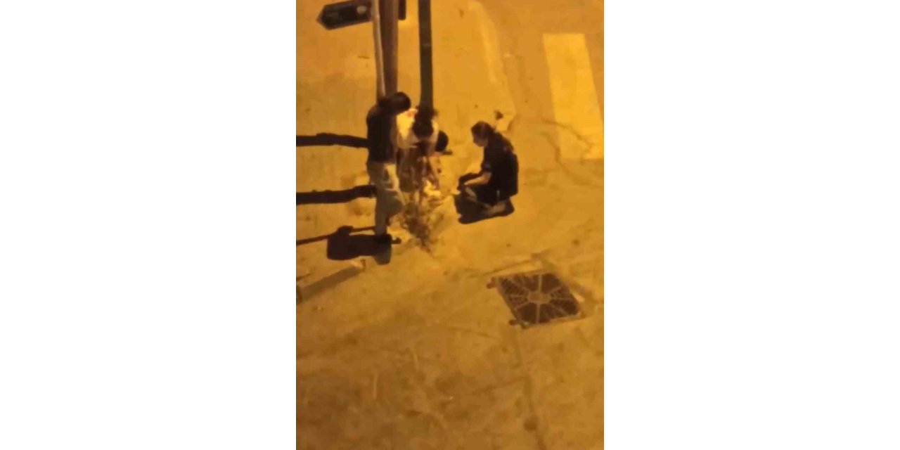 Otomobil çarpan kediye hemşireler dakikalarca kalp masajı yaptı