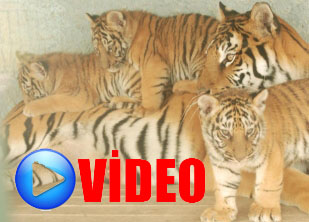 Dördüz Bengal ve kaplanlar görücüye çıktı