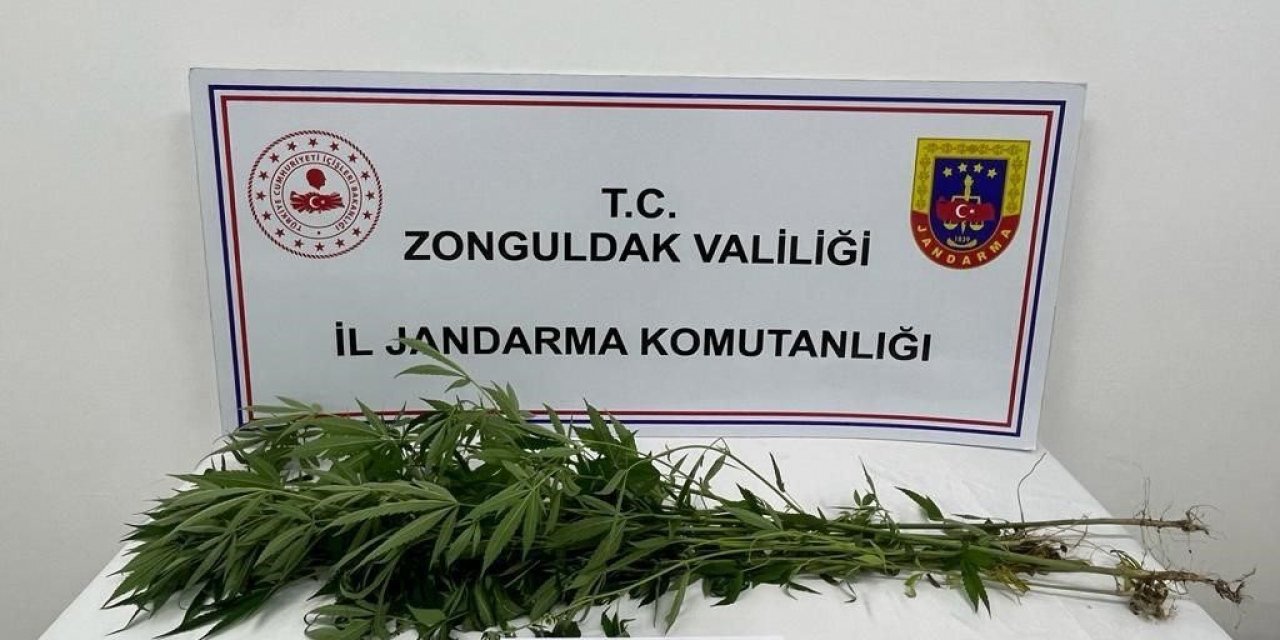 Jandarma Alaplı’da bir evde kenevir bitkisi ele geçirdi