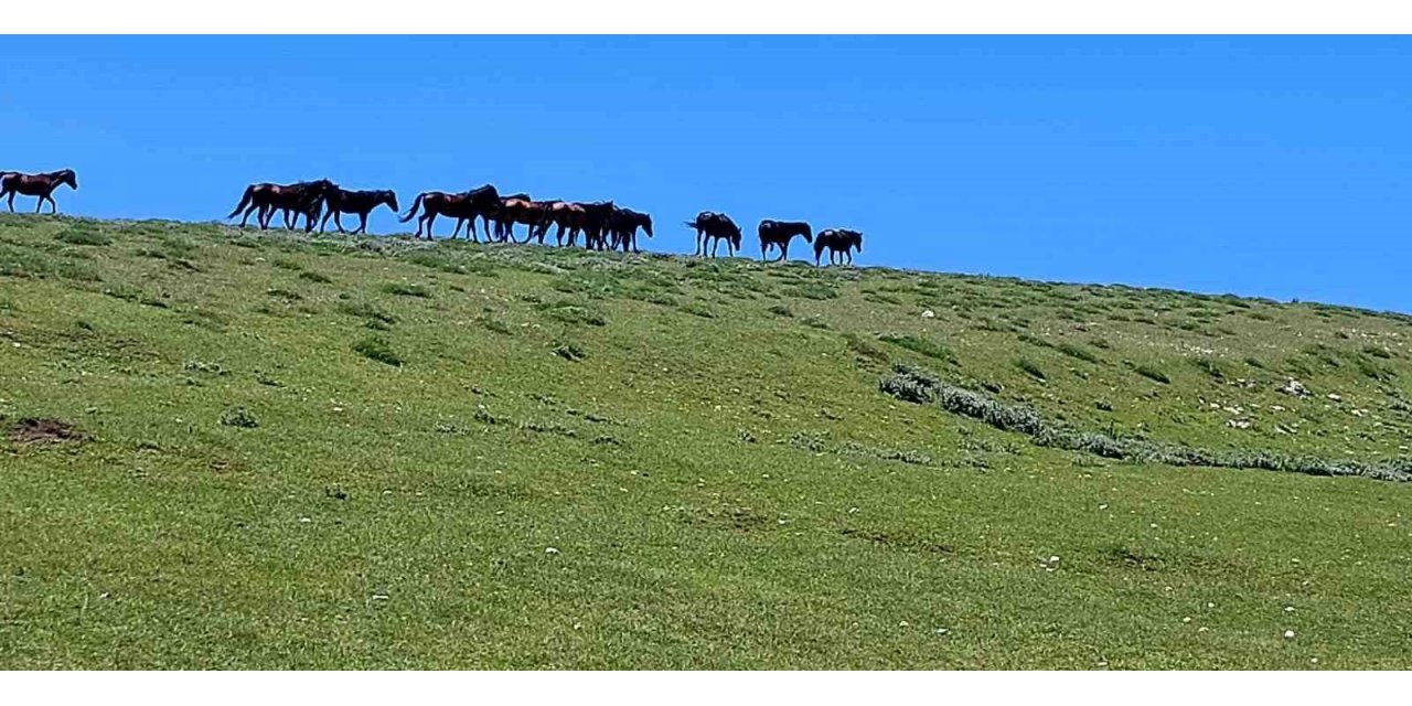 Akdağ’ın özel ve güzel sakinleri: Yılkılar