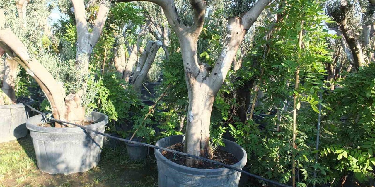 Zeytin ağaçları saksıya girdi