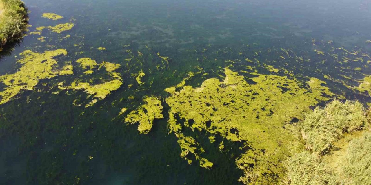 Karasu akarsuyu yosun tuttu