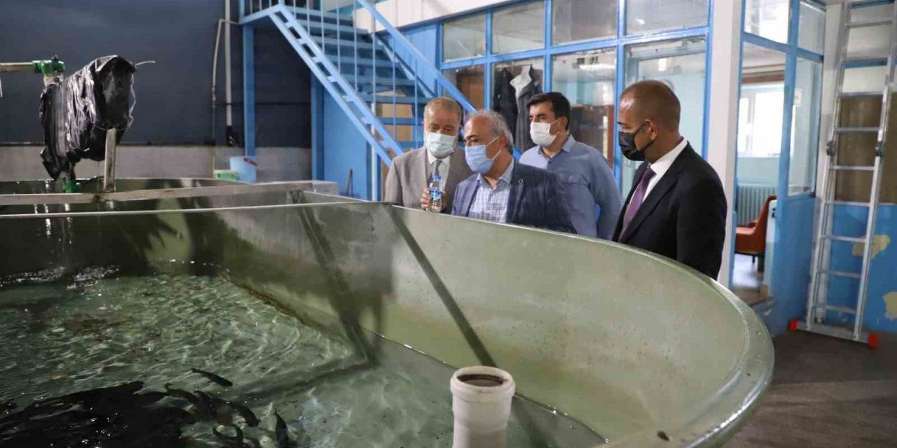 İçsu Balıkları Araştırma ve Uygulama Birimi, balık üretimini sürdürüyor