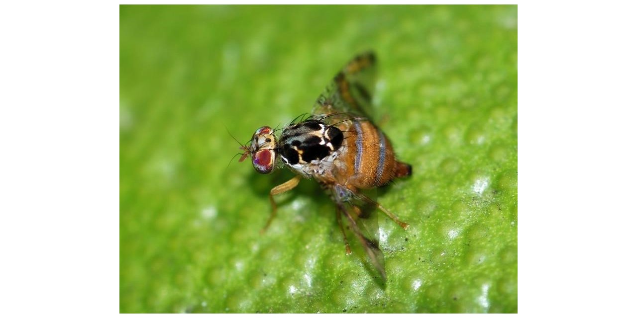 Akdeniz Meyve Sineğine ile mücadele dönemi başladı