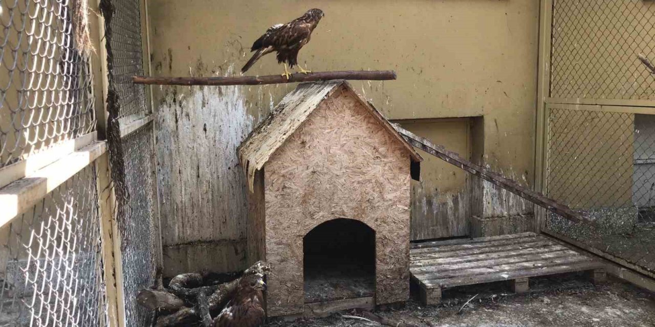 Doğada yaralı bulunan yaban hayvanları en kısa sürede tedavi edilerek yaşam alanlarına bırakılıyor