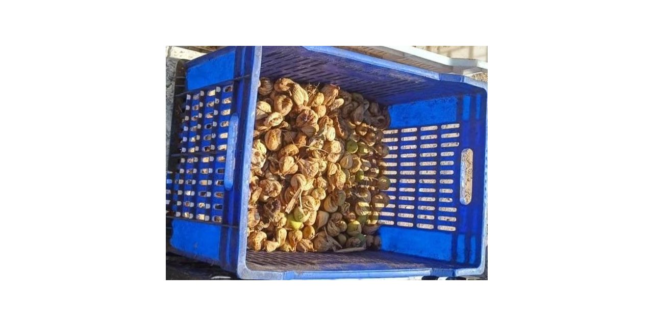 İncir hırsızı, 20 kilo incirle suçüstü yakalandı