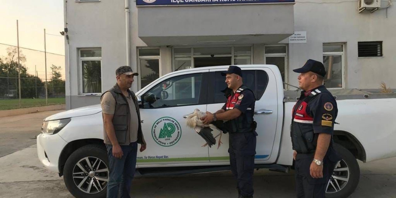 Jandarma yaralı leylek buldu