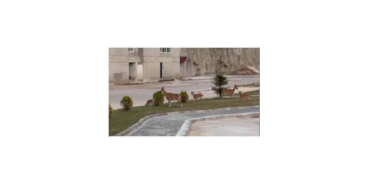 Artvin’de dağ keçilerinin keyifli halleri görüntülendi