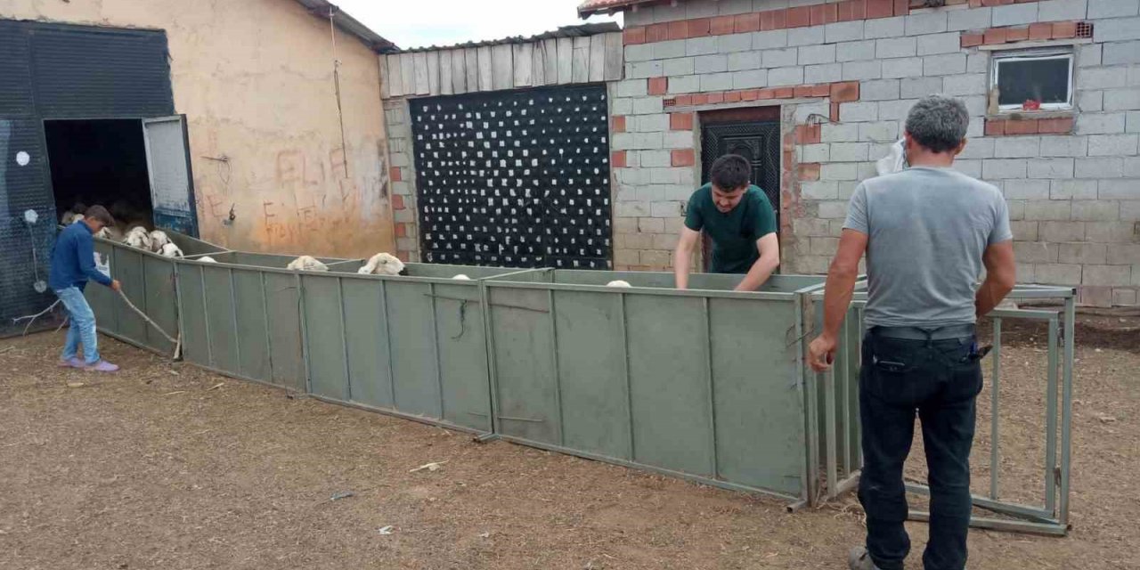 Küçükbaş hayvanların aşı ve küpe takma işlemleri daha hızlı yapılacak