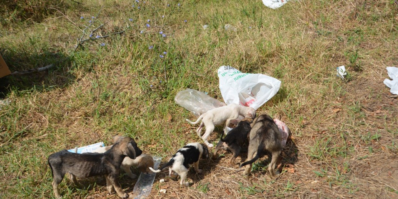Sinop Mertoğlu köyünde başıboş köpek sorunu
