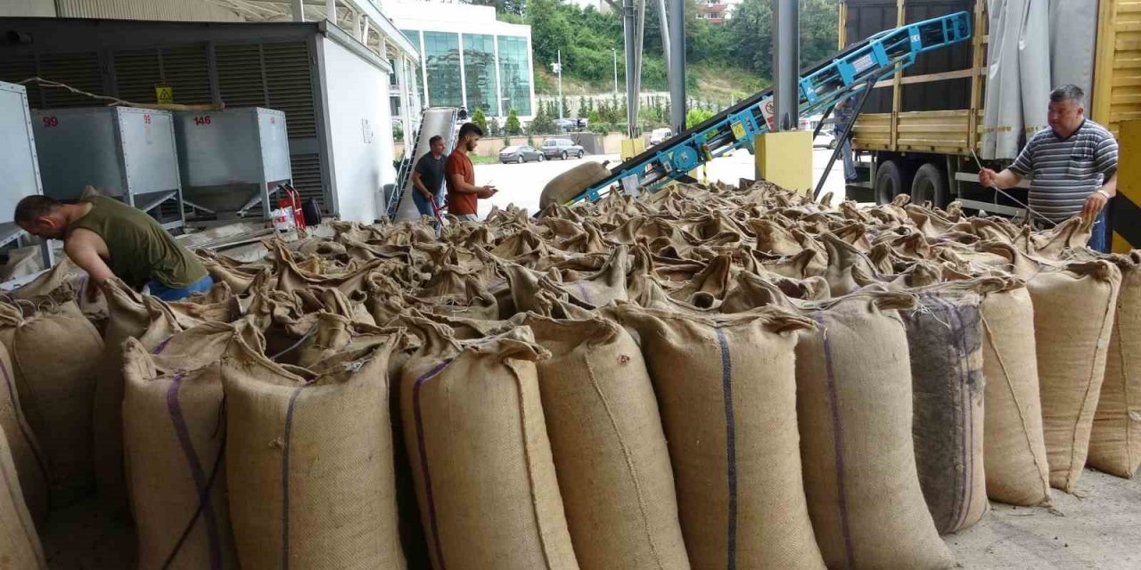 Serbest piyasada fındık fiyatları yükselme eğilimine girdi