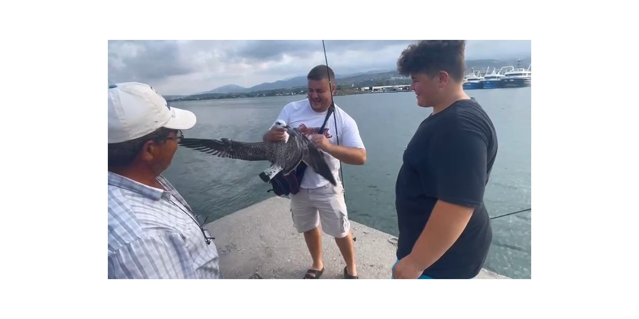 Balıkçıların oltasına bu kez balık değil martı takıldı