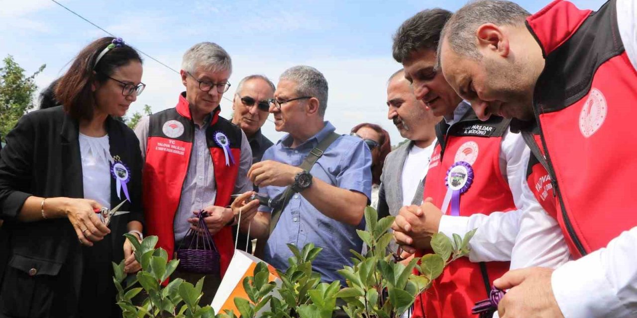 Yalova’nın coğrafi işaretli meyvesi aronyada hasat sevinci
