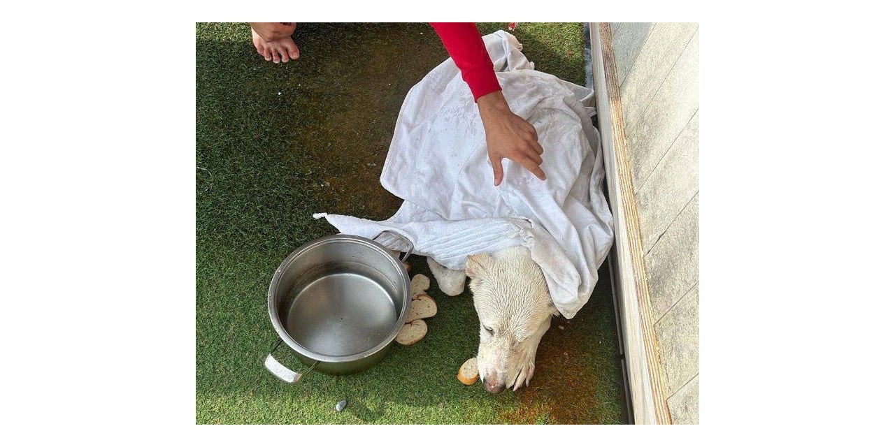 Kayalıklarda mahsur kalan köpeği gezi teknesi çalışanları kurtardı