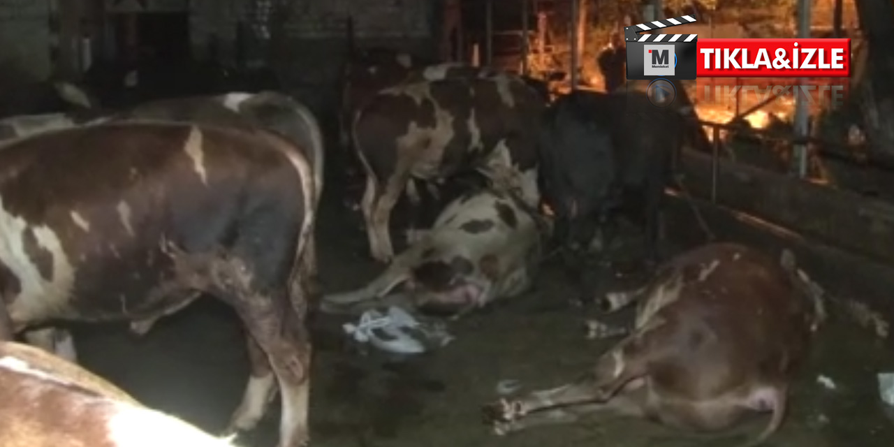 Eyüpsultan’da ahır sular altında kaldı! 4 büyükbaş hayvan telef oldu