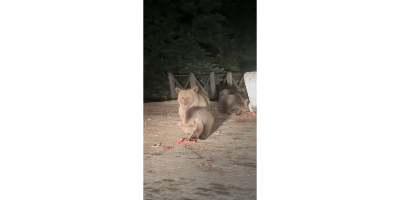 Uludağ’da aç kalan ayılar çöp konteynerlerini karıştırıp yiyecek aradılar