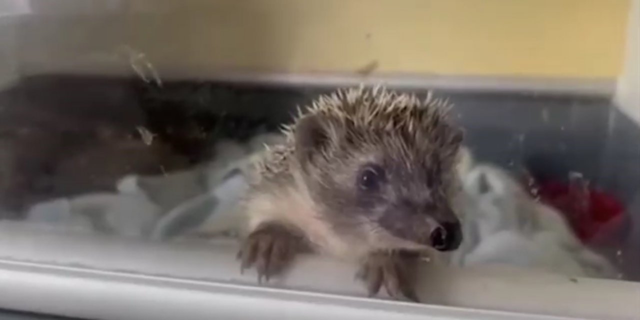 Kars’ta 6 yavru kirpi koruma altında