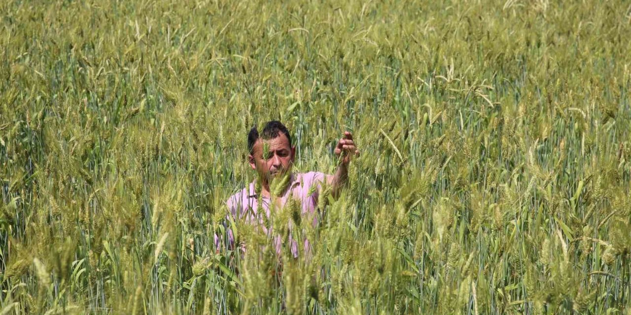 Boyu 2 metreye yaklaşan buğday
