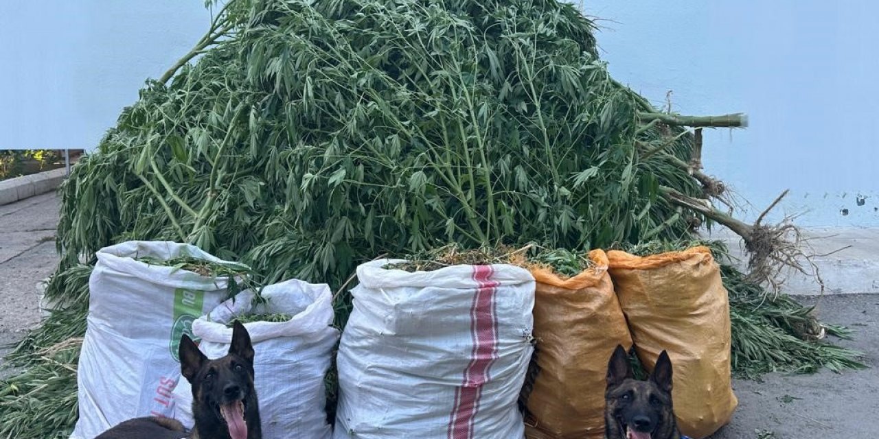 Denizli’de 72 kilo kubar esrar ve 360 kök kenevir ele geçirildi