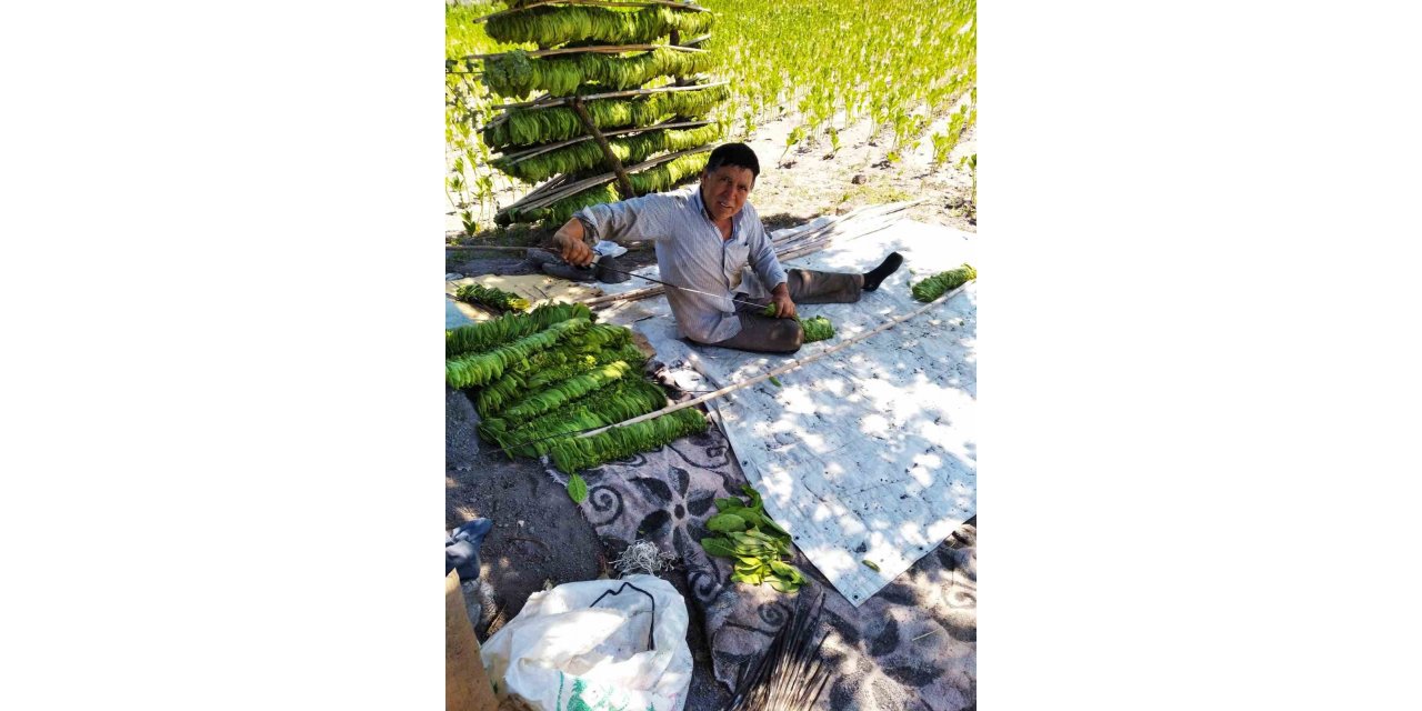 Ekenlerin sayısı azalınca tütün fiyatları yükseldi