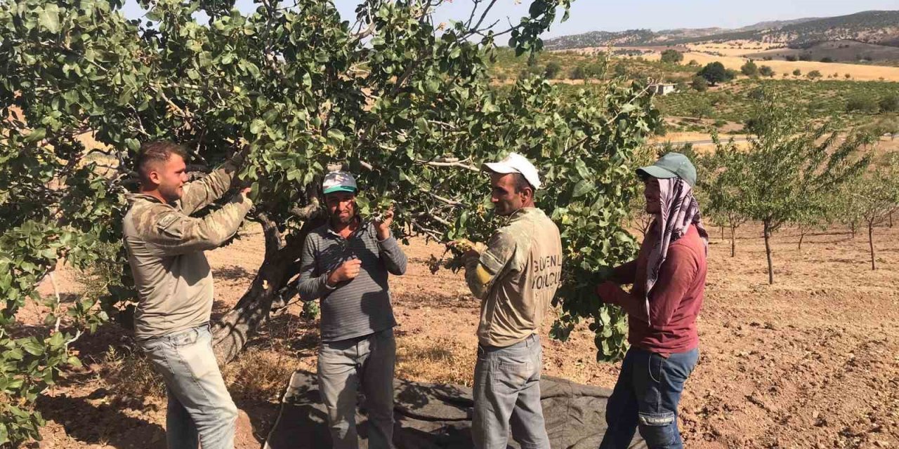 Besni’de Antep Fıstığı hasadı başladı