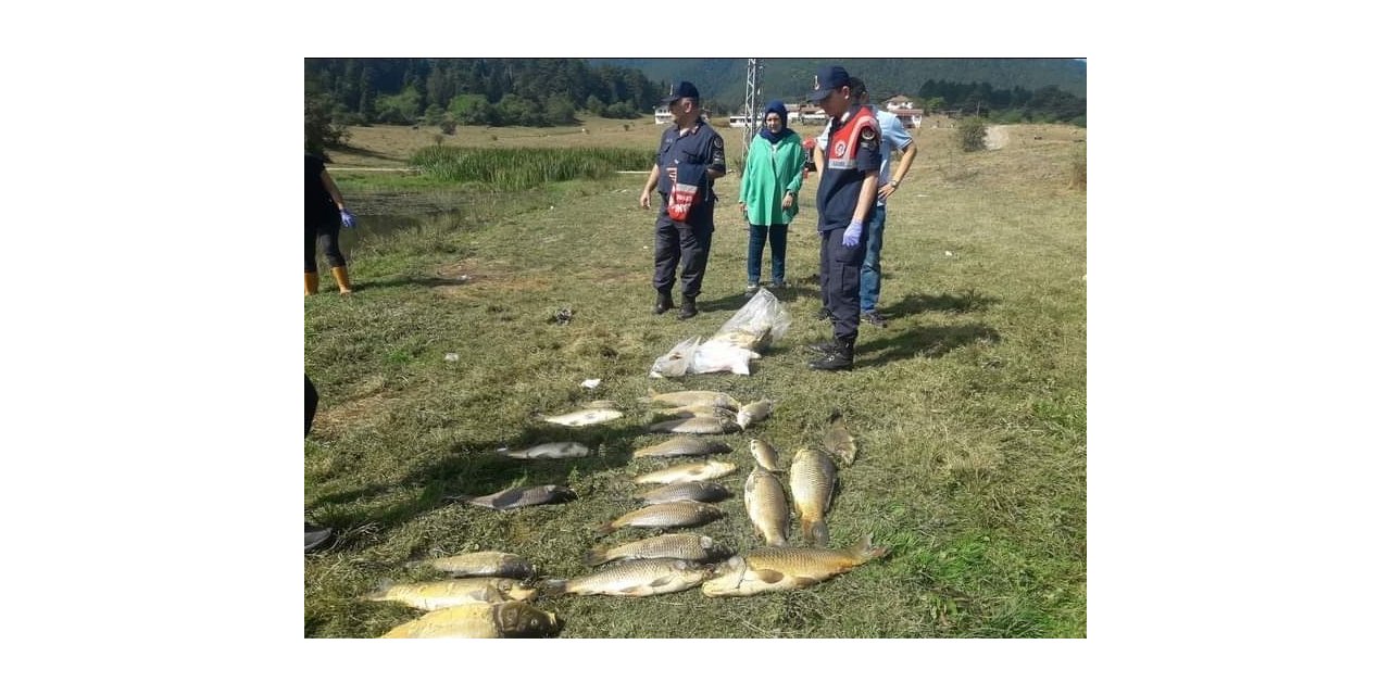 Yayla gölünde balık ölümleri